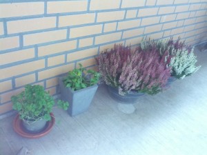 Nye planter på altanen - vi mangler stadig at finde et sted man kan købe altankasser