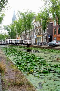 Delfts kanaler var temmelig fyldte med åkander og andre planter