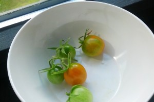 Hjemmedyrkede tomater på vej!