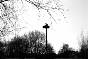 Storken er landet i Holland