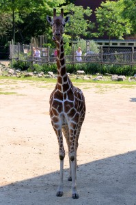 Ida elskede giraffen som kom ret tæt på